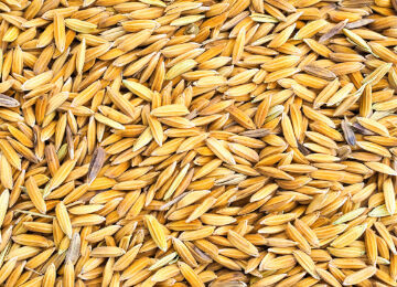 Paddy Seeds Exporters in Erode, Tamil Nadu, India